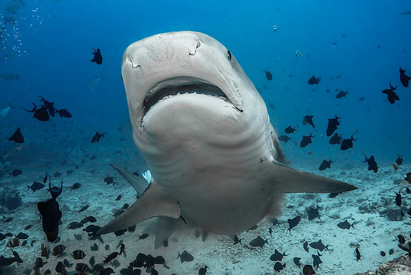 Tiger Shark 1010058