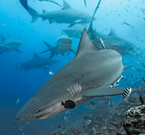 Bull Shark 1010495