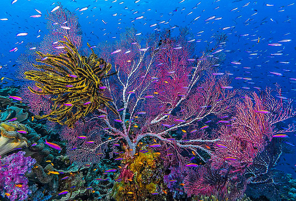 Fan Coral & Crinoid 4831