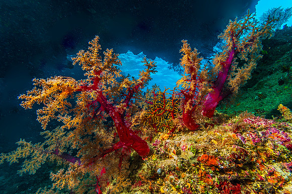 Cave with Soft Coral 4417