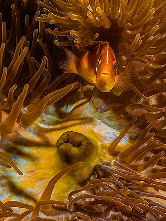 Pink Anemonefish 5023