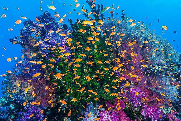 Green Cup Coral (Tubastrea Micrantha), Soft Corals & Fan Corals, with Anthius 4242