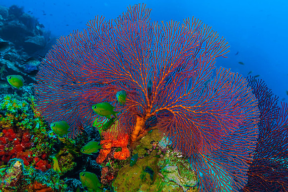 Fan Coral & Damselfish 5008