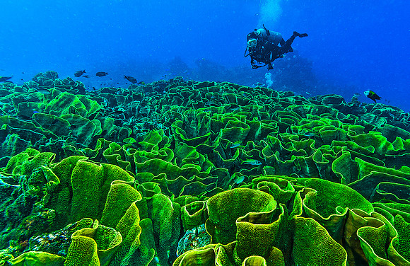 Green Cabbage Coral 4593