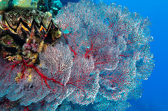 Fan Coral 4898
