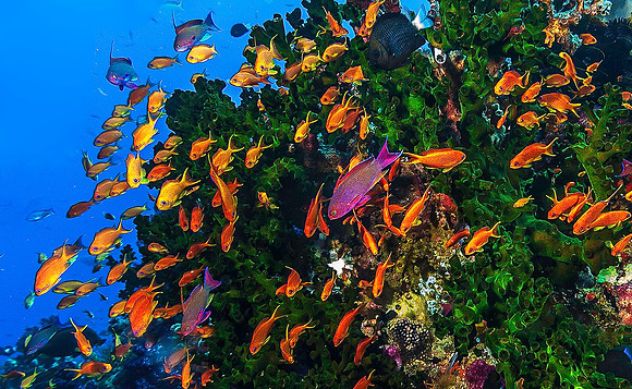 Reef with Anthius 4366