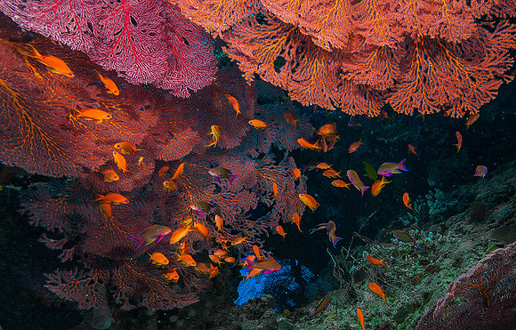 Tunnel with Fan Corals & Anthius 4298