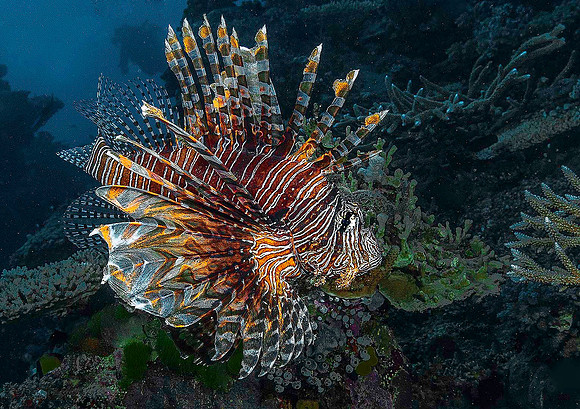 Lionfish 4618
