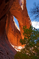 Upper Muley Twist, Capital Reef National Park 2213