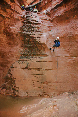 White Roost 6618