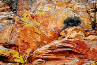 Box Death Hollow Wilderness Area 2154