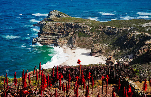 Cape of Good Hope, Kniphofias in foreground 5622
