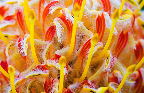 Pincushion Protea, Western Cape 0054
