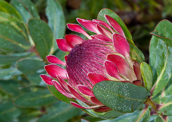 Protea, Western Cape 5587