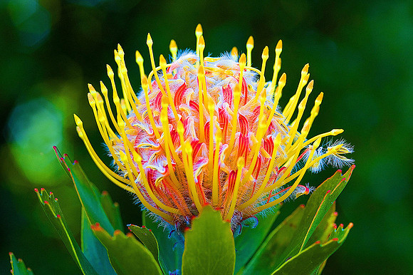 Pincushion Protea, Western Cape 0060