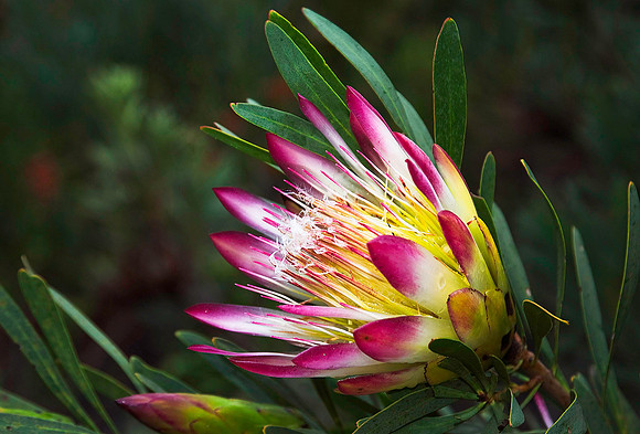 Protea, Western Cape 5594