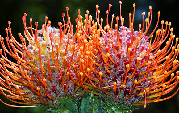Pincushion Protea, Western Cape 0063