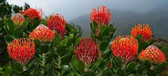 Pincushion Protea, Western Cape 5592