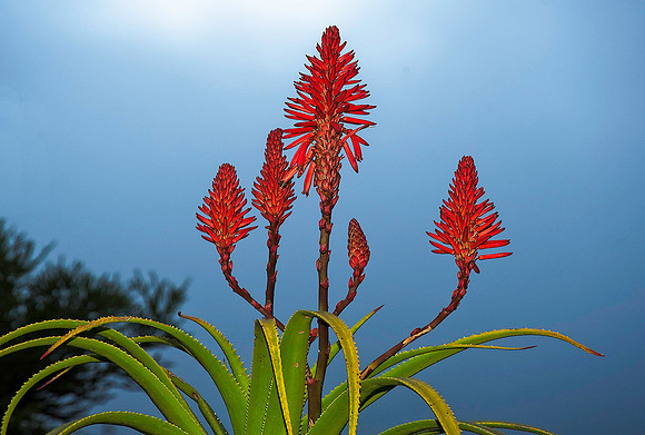 Kniphofias, Western Cape 5596