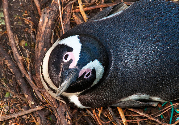 Magallenic Penguin, Western Cape 5646
