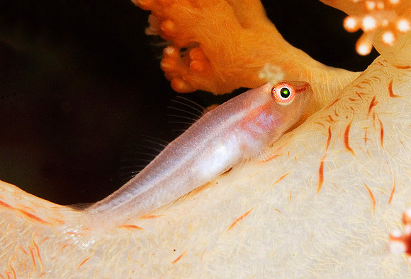Goby on Soft Coral 1812