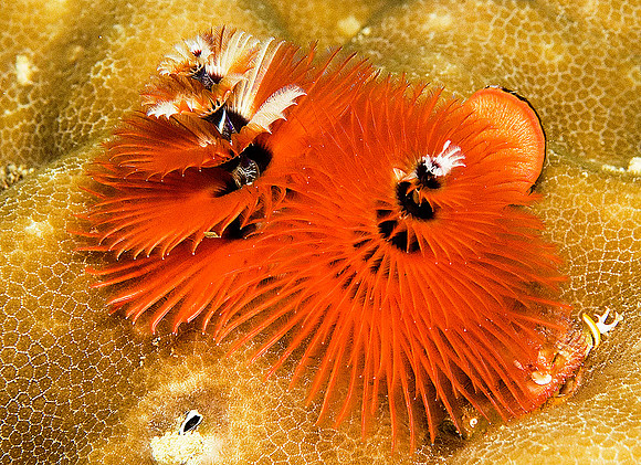 Christmastree Worm 0031