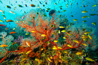 Raja Ampat, Indonesia - greatest coral reef biodiversity in the world - May 05 & Oct 07