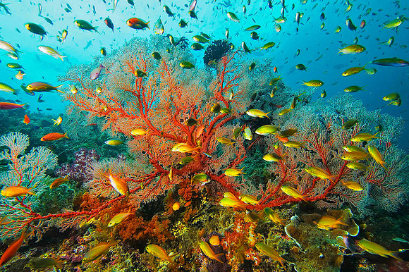 Sea Fan 2102