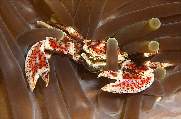 Porceline Crab 1485