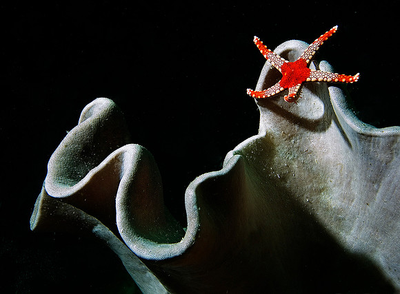 Starfish on Leather Coral 1658