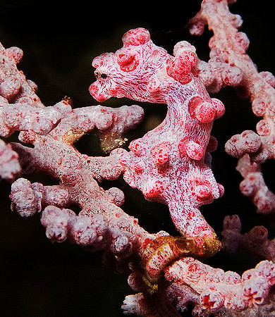 Pygmy Seahorse 1143