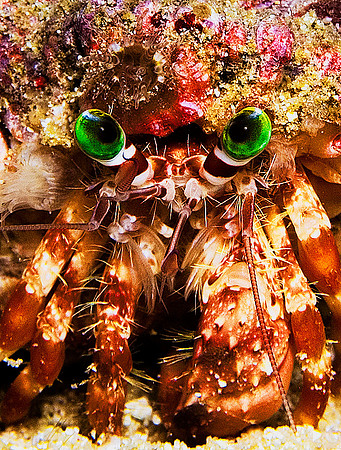Hermit Crab 0043