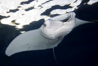 Manta 1646