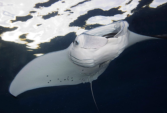 Manta 1646
