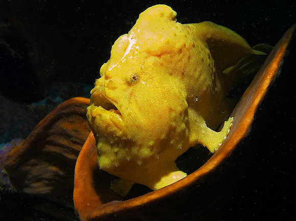 Frogfish 1698