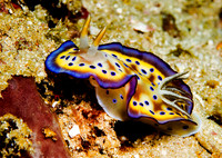 Nudibranch 0094