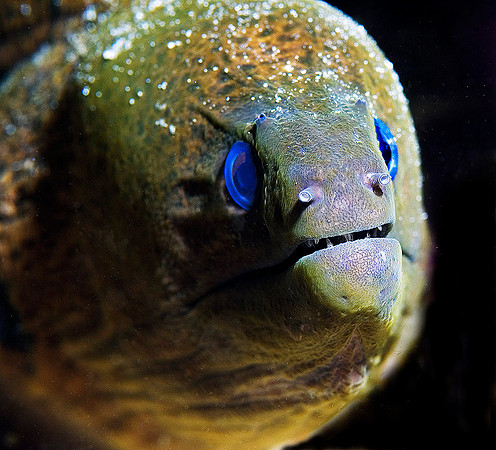 Moray Eel 0135