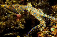 Blue Ringed Octopus 0037