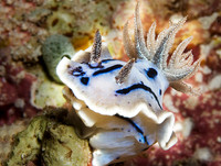 Nudibranch 1542