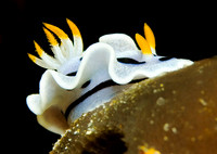 Nudibranch 0007