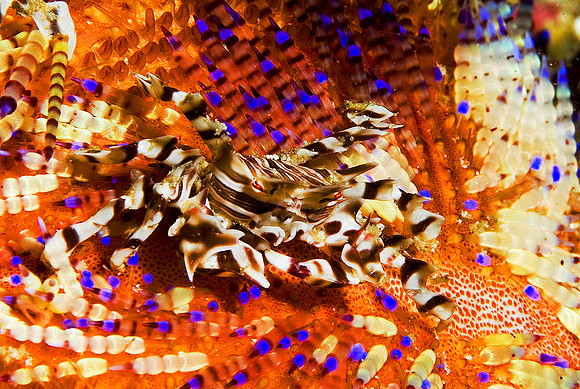 Zebra Crab 0118