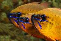 Cardinalfish 1762