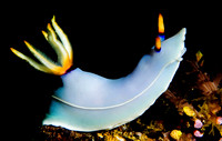 Nudibranch 0038