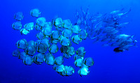 Batfish & Jacks 1232