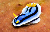 Nudibranch 1148