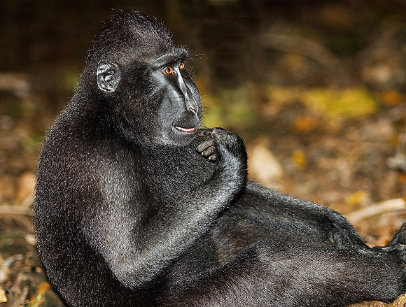 Black Macaque Monkey 1603