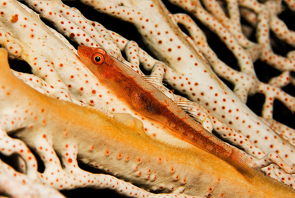 Goby on Fan Coral 0127