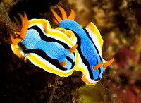 Nudibranch 1819