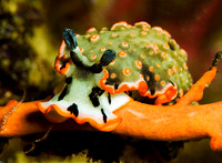 Nudibranch 0104