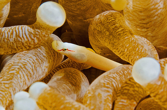 Mushroom Coral Pipefish 0114